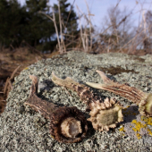 Z dnešní procházky