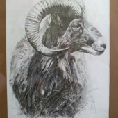 Muflon