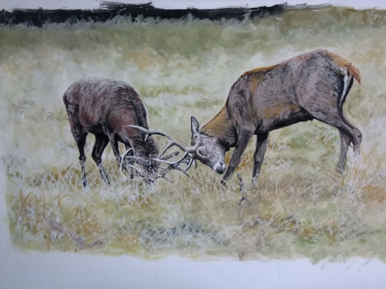 Jelení říje, akvarel na kartonu