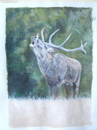 Jelen v říji,akvarel na kartonu