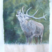 Jelen v říji,akvarel na kartonu
