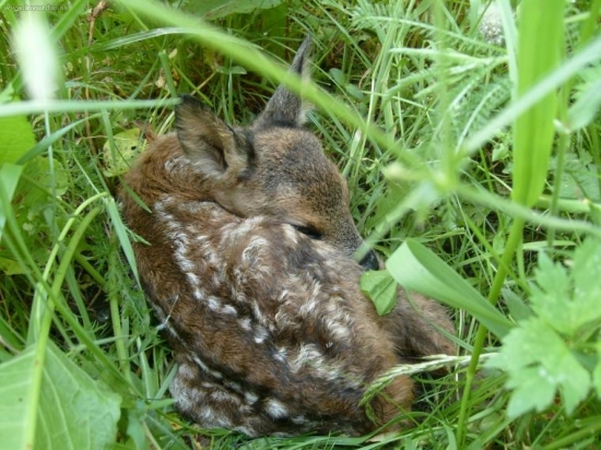 kolouch náhodný nález