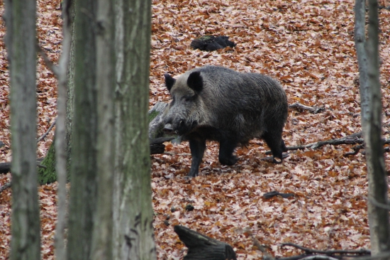 kančok