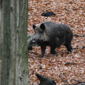 kančok