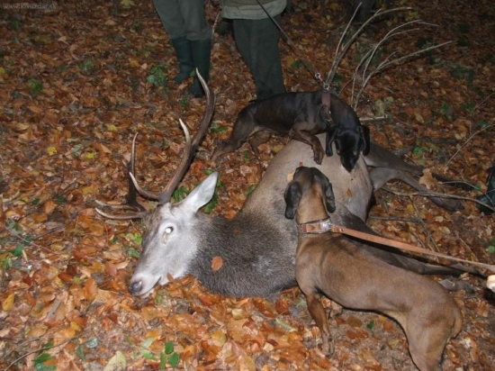 Uspešná dohladávka