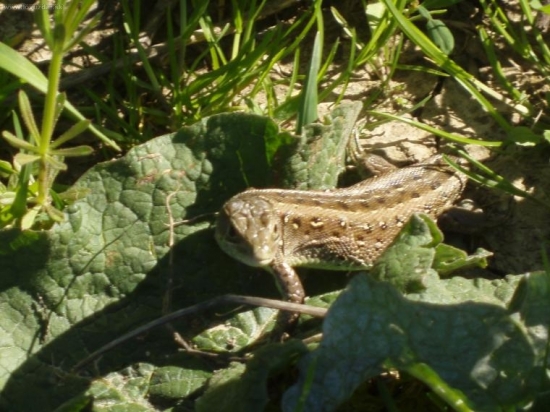 Jašterička bez chvosta