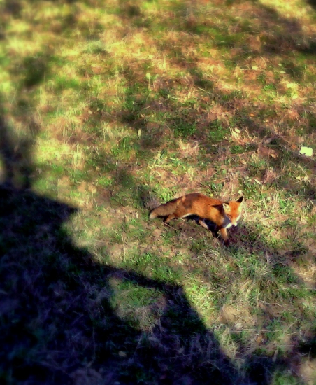 Stačilo 3x pisknuť ...