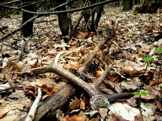 Dneskajší - Vlaňajší