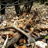 Dneskajší - Vlaňajší