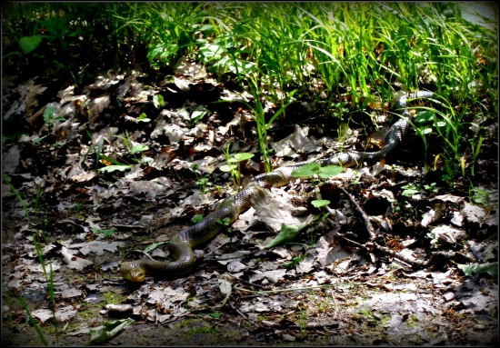 Jedna z nástrah lesa ...