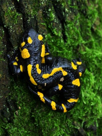 Salamandra