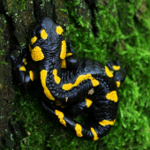 Salamandra