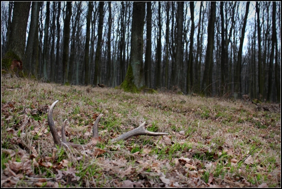 Keď oň skoro zakopnete ...