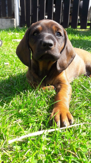 Nová spoločníčka