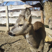 ...tak nakoniec sa uzdravil...