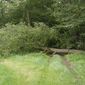 Silny vietor vs. silny dubisko