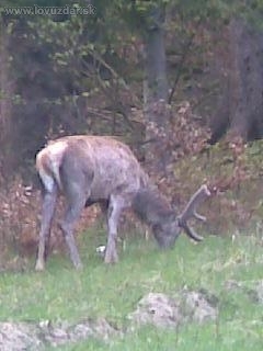 skoda  ze ho nemam vyfoteneho ked mu uz narastli parohy