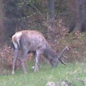 skoda  ze ho nemam vyfoteneho ked mu uz narastli parohy