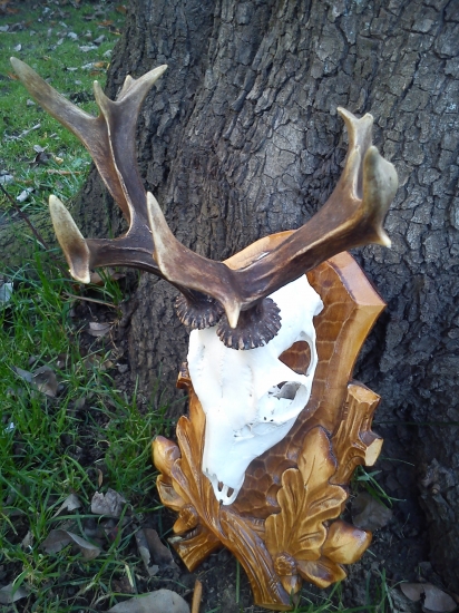 kapitálna srnčia rarita