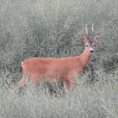 ukázal sa v plnej paráde
