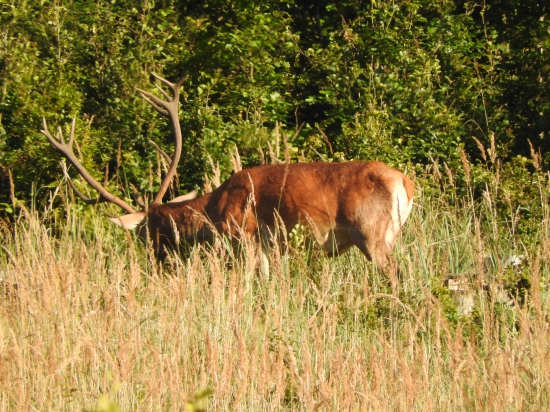 korunáč