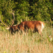 korunáč