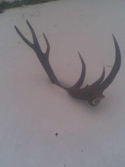 pasak hlada sa druhy