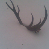 pasak hlada sa druhy