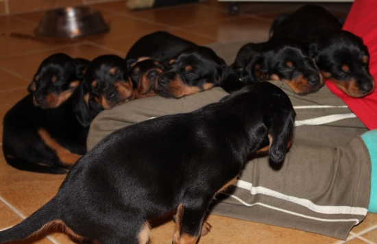 veď už toľko nespite,poďte sa hrať....