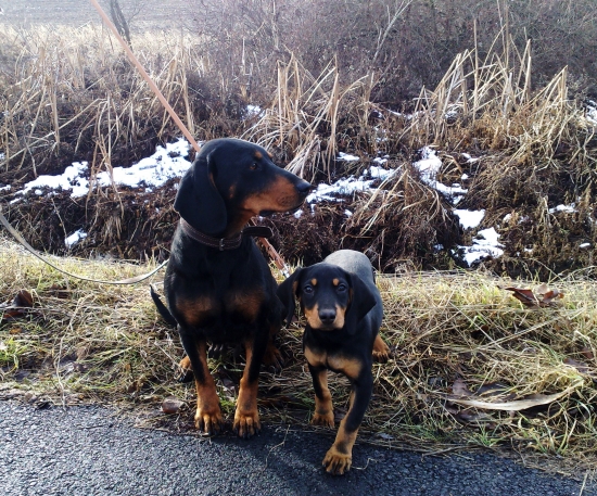 AXA z Evkinho dvora a jej šteniatko AJA z Marekovho dvora