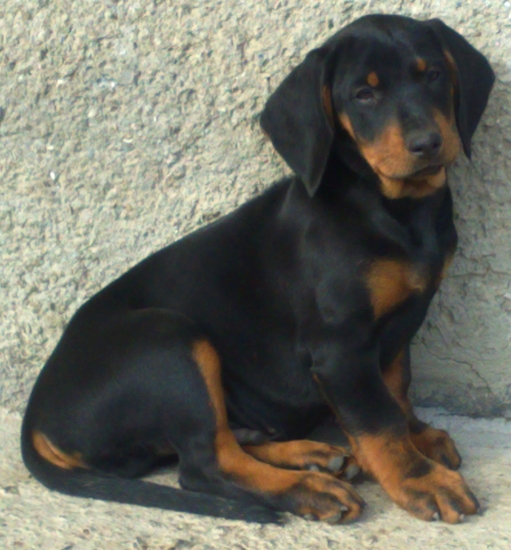 BEN z Marekovho dvora