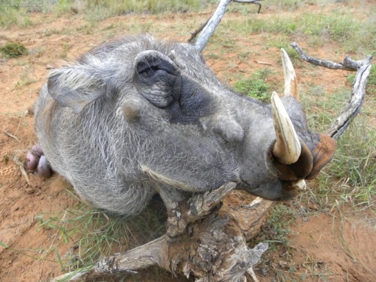 NAMIBIA 2010-prasiatko prvé