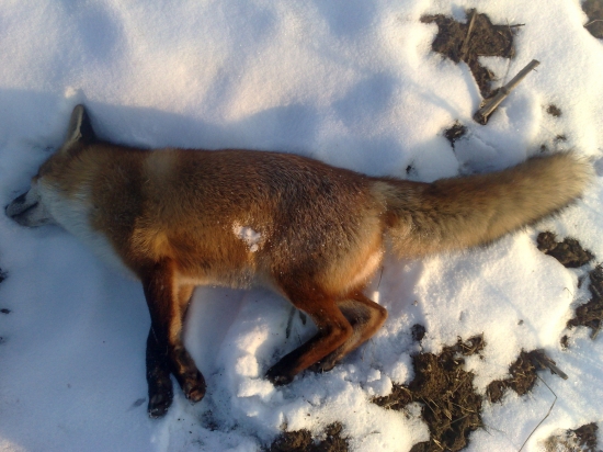 Strelený na 243m R8ičkou 8x57IS Geco 12g