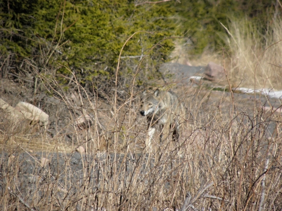 Vlk dravý - ( Canis lupus )