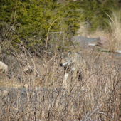 Vlk dravý - ( Canis lupus )