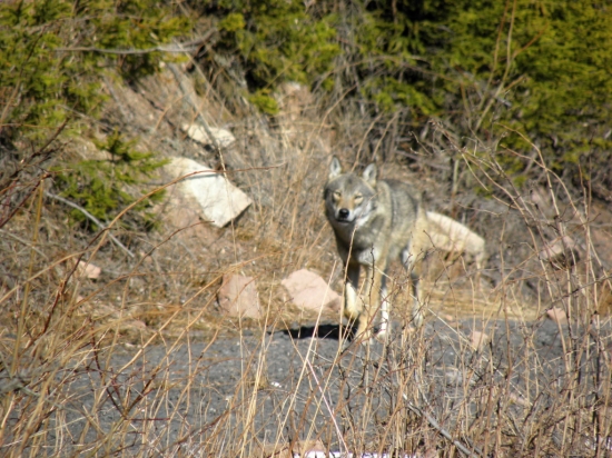 Vlk dravý - ( Canis lupus )