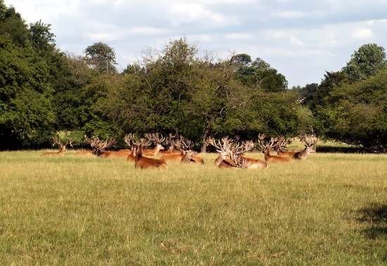 Jelen lesný-Cervus elaphus