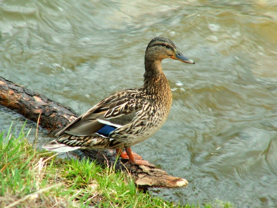 Kačica divá (Anas platyrhynchos)