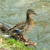 Kačica divá (Anas platyrhynchos)