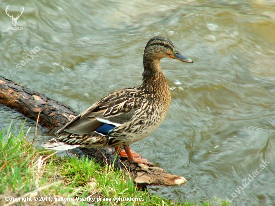 Kačica divá (Anas platyrhynchos)