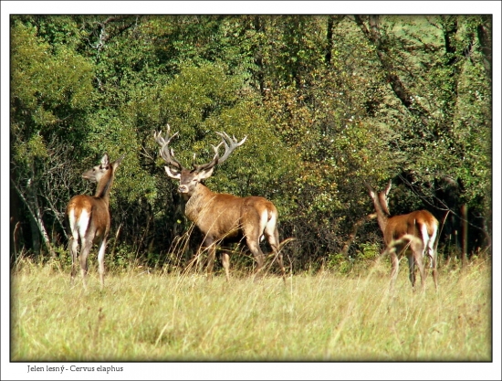Jelen lesný-Cervus elaphus