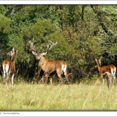 Jelen lesný-Cervus elaphus