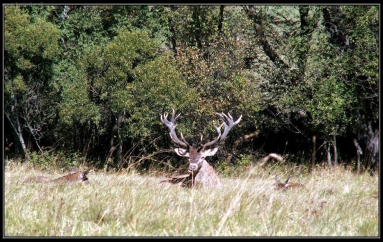 jednooký ale krásny