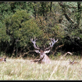 jednooký ale krásny