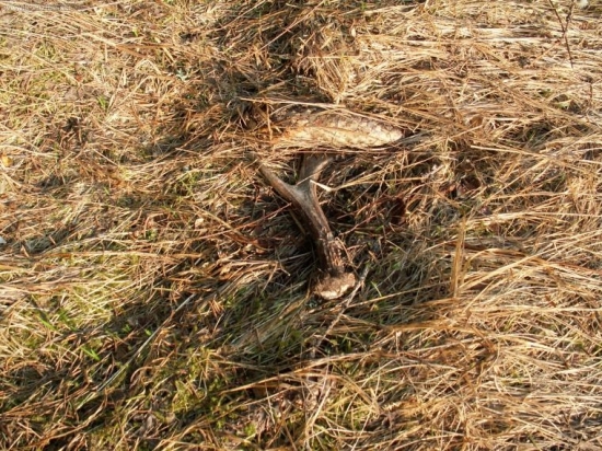 srnčí