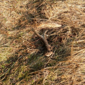 srnčí