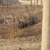 Tu bol isto diviačik......