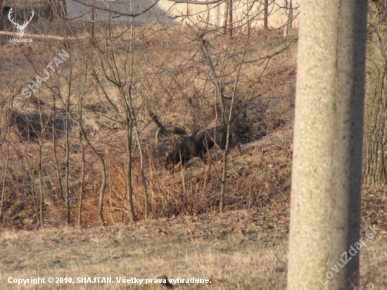 Tu bol isto diviačik......
