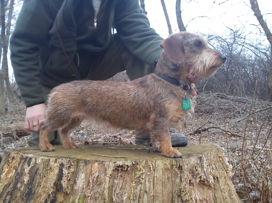 pety zo suchej ľubice (kora)