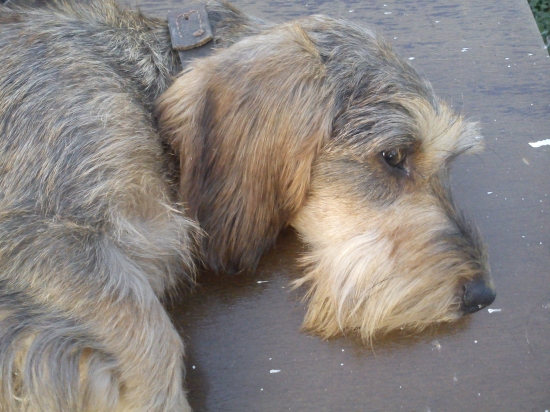 pety zo Suchej ľubice